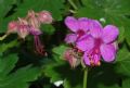 Geranium macrorrhizum